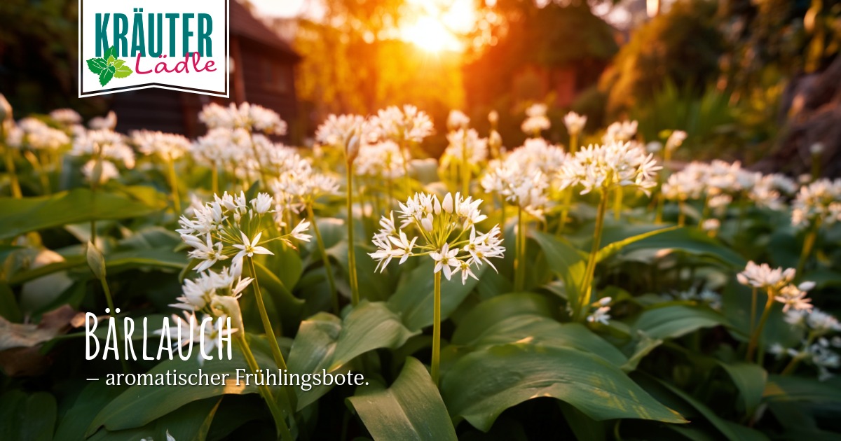 Featured image for “Bärlauch – aromatischer Frühlingsbote”