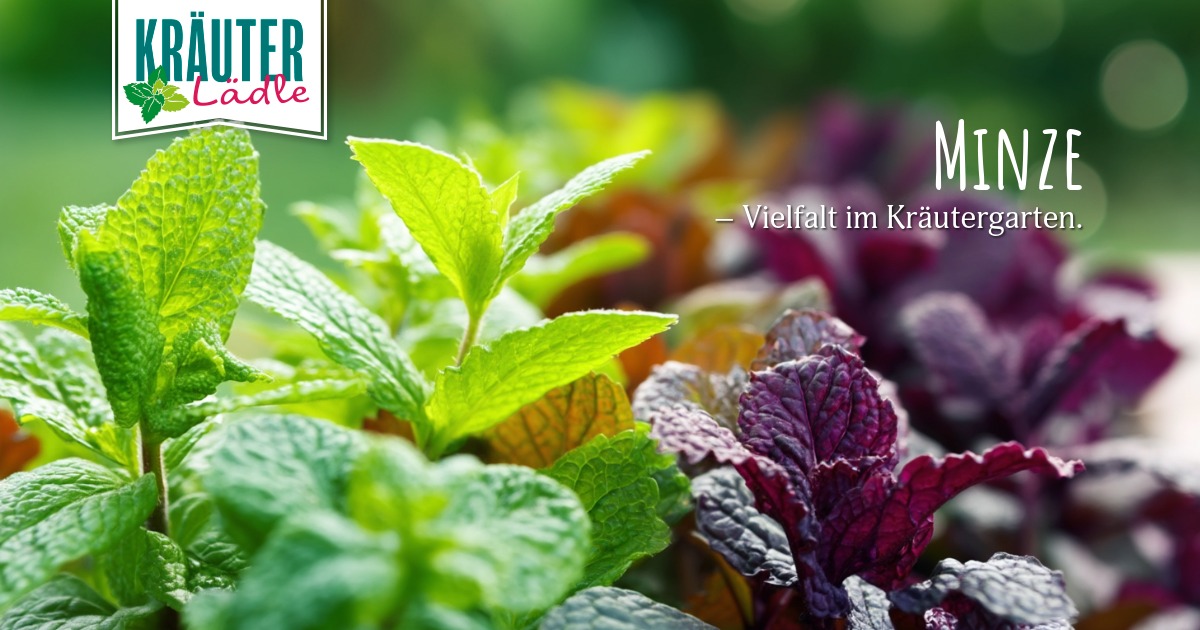 Featured image for “Minze – aromatische Vielfalt im Kräutergarten”